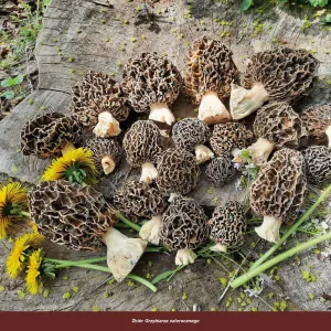 Vícepanelový nástěnný kalendář Avanti 300 mm x 300 mm (5901769621138)