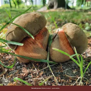 Vícepanelový nástěnný kalendář Avanti 300 mm x 300 mm (5901769621138)