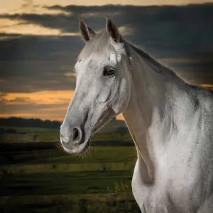 Vícepanelový nástěnný kalendář Avanti 300 mm x 600 mm (KAD-11)