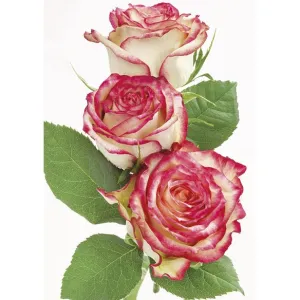 Visačky na dárky, dárky, květiny Pol-Mak 55 x 77 mm mix vzorů