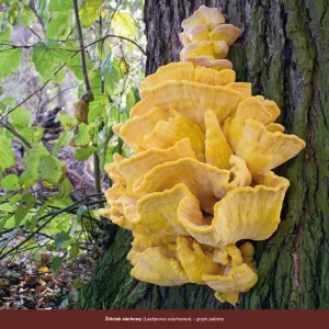 Vícepanelový nástěnný kalendář Avanti 300 mm x 300 mm (5901769621138)