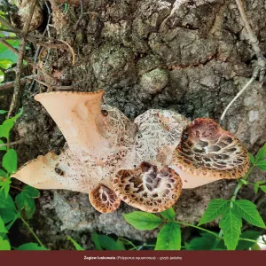 Vícepanelový nástěnný kalendář Avanti 300 mm x 300 mm (5901769621138)