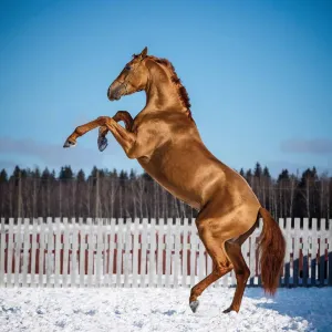 Vícepanelový nástěnný kalendář Avanti 300 mm x 600 mm (KAD-11)