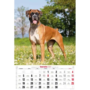 Nástěnný kalendář Avanti s pruhy 285 mm x 410 mm (5901769621107)