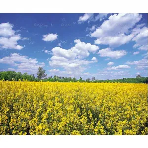 Lucrum nástěnný kalendář PEJZAŻE POLSKIE 13-planszowe 320mm x 470mm (RW01)