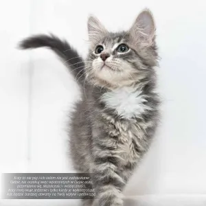 Vícepanelový nástěnný kalendář Avanti 300 mm x 300 mm (KAD-9)