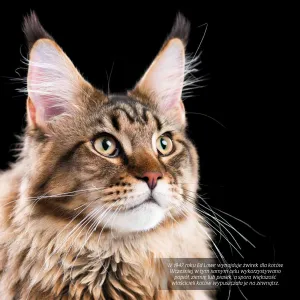 Vícepanelový nástěnný kalendář Avanti 300 mm x 300 mm (KAD-9)