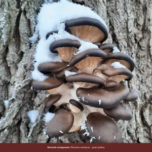 Vícepanelový nástěnný kalendář Avanti 300 mm x 300 mm (5901769621138)