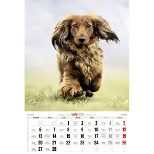 Nástěnný kalendář Avanti s pruhy 285 mm x 410 mm (5901769621107)