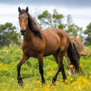 Vícepanelový nástěnný kalendář Avanti 300 mm x 600 mm (KAD-11)