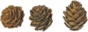 Dřevěná ozdoba Titanum Craft-Fun Series cones (5903714533688)