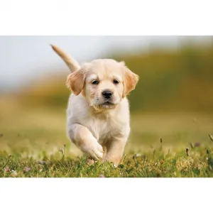 Michalczyk i Prokop trojskladový nástěnný kalendář 855 mm x 315 mm (T-105T-09)