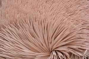 Párátka Amax 100 ks