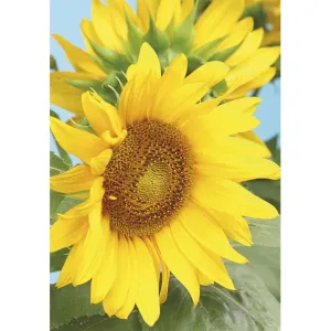 Visačky na dárky, dárky, květiny Pol-Mak 55 x 77 mm mix vzorů