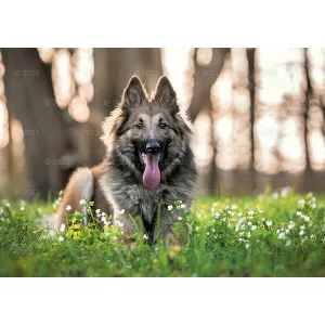 Rodinný nástěnný kalendář Lucrum 280 mm x 200 mm (WL08)