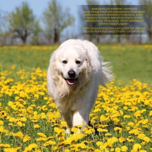 Vícepanelový nástěnný kalendář Avanti 300 mm x 600 mm (KAD-10)