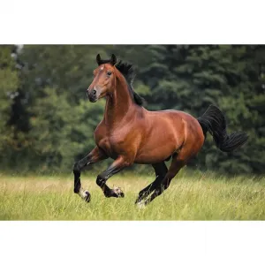 Michalczyk i Prokop trojskladový nástěnný kalendář 855 mm x 315 mm (T-105T-12)