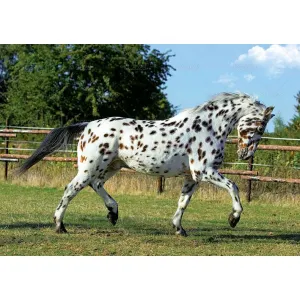 Rodinný nástěnný kalendář Lucrum 280 mm x 200 mm (WL10)