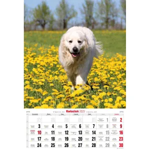 Nástěnný kalendář Avanti s pruhy 285 mm x 410 mm (5901769621107)