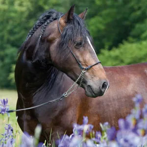 Vícepanelový nástěnný kalendář Avanti 300 mm x 600 mm (KAD-11)