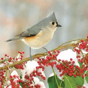 Vánoční ubrousky Pol-mak - mix 330 mm x 330 mm (SL GW)