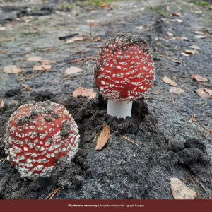 Vícepanelový nástěnný kalendář Avanti 300 mm x 300 mm (5901769621138)