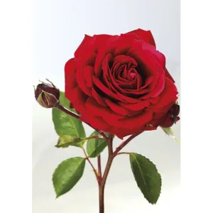 Visačky na dárky, dárky, květiny Pol-Mak 55 x 77 mm mix vzorů