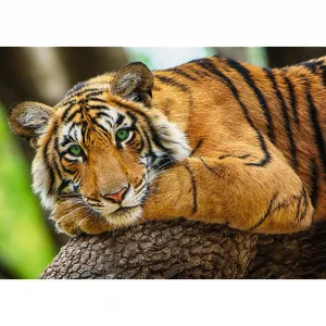 Puzzle Trefl Portrét tygra 500 el. (37397)