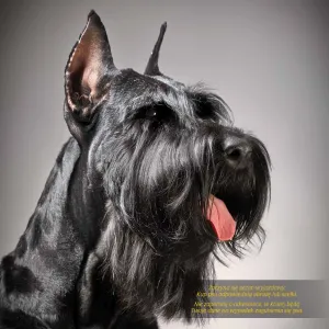 Vícepanelový nástěnný kalendář Avanti 300 mm x 600 mm (KAD-10)