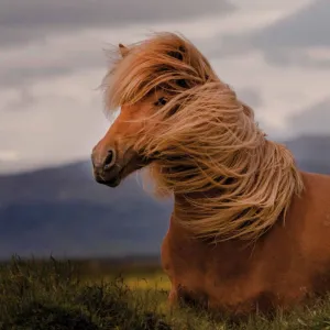 Vícepanelový nástěnný kalendář Avanti 300 mm x 600 mm (KAD-11)