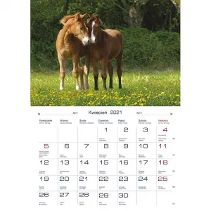 Michalczyk i Prokop nástěnný kalendář 200 mm x 280 mm (TW-10-6)