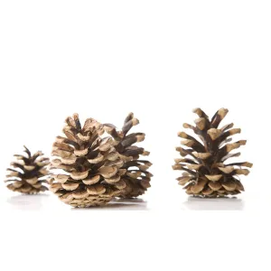Vánoční ozdoby Arpex přírodní šišky (BN4138)