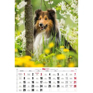 Nástěnný kalendář Avanti s pruhy 285 mm x 410 mm (5901769621107)