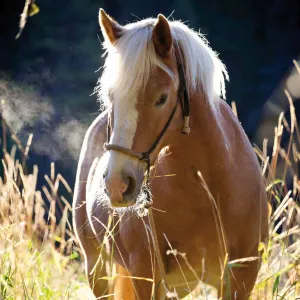 Vícepanelový nástěnný kalendář Avanti 300 mm x 600 mm (KAD-11)