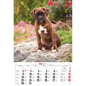 Nástěnný kalendář Avanti s pruhy 285 mm x 410 mm (5901769621107)