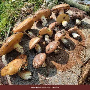 Vícepanelový nástěnný kalendář Avanti 300 mm x 300 mm (5901769621138)