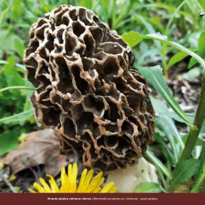 Vícepanelový nástěnný kalendář Avanti 300 mm x 300 mm (5901769621138)