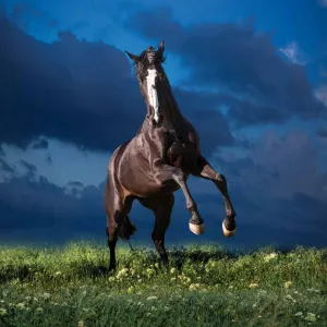 Vícepanelový nástěnný kalendář Avanti 300 mm x 600 mm (KAD-11)